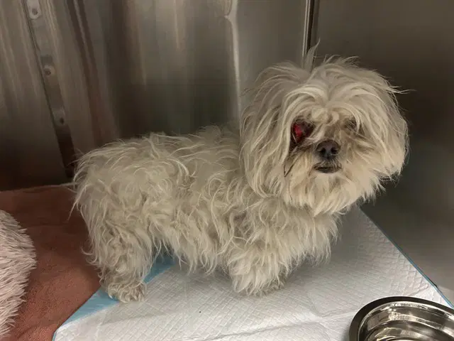 Daisy - Maltese