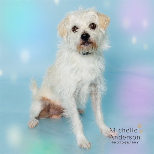 Jayce, Terrier (medium coat)