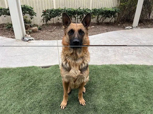 Unknown - German Shepherd Dog