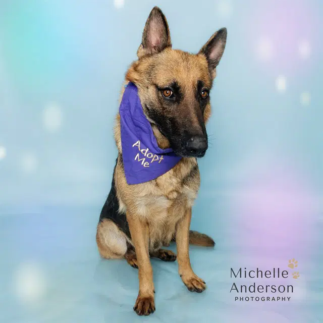 Unknown - German Shepherd Dog