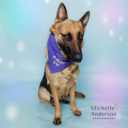 Buttercup, German Shepherd Dog (medium coat)