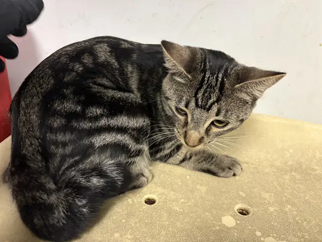 Unknown - Domestic Short Hair