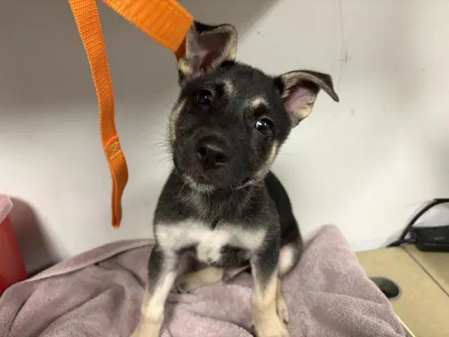 Unknown - German Shepherd Dog
