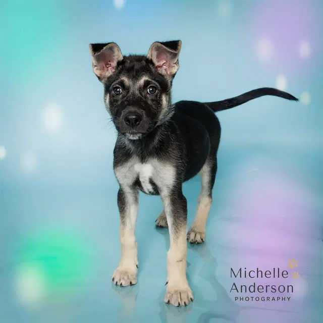 Unknown - German Shepherd Dog