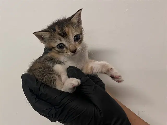 Unknown - Domestic Short Hair