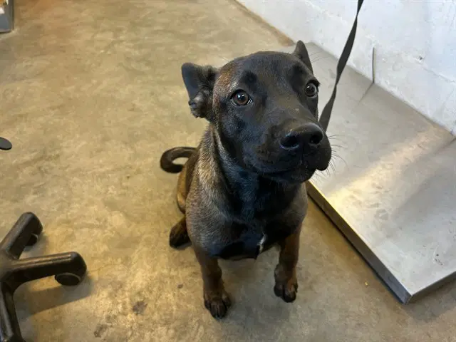 Max - Belgian Shepherd Malinois