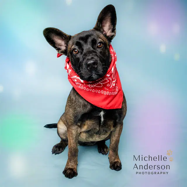Max - Belgian Shepherd Malinois