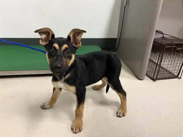 Eevie - German Shepherd Dog