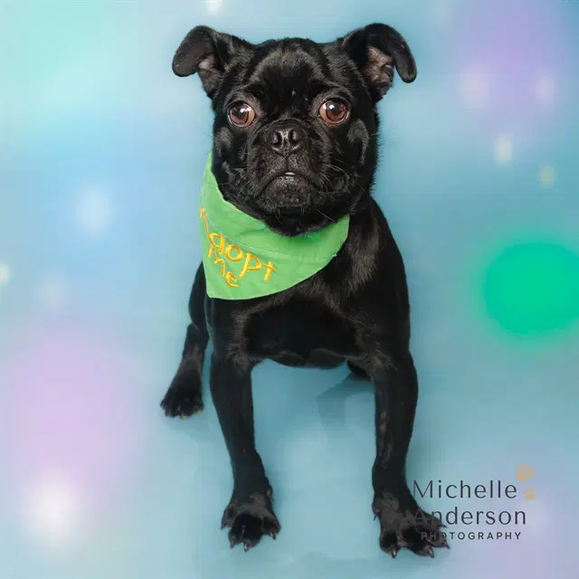 Unknown - Pug
