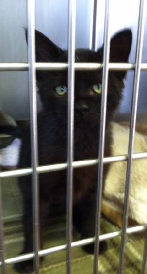 adoptable Cat in Windom, MN named Chocolate Chip