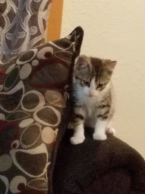 AUTUMNS LITTLE KITTEN - Tabby available for adoption