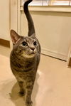 adoptable Cat in Flint Hill, VA named Ellie Mae