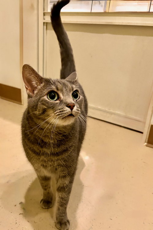 ELLIE MAE - Tabby / Domestic Short Hair available for adoption