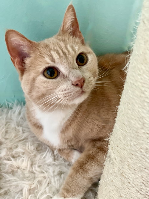 picture of the cat needing adoption
