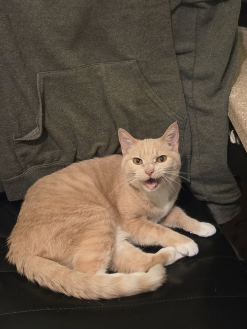 Donna, an adoptable Tabby in Flint Hill, VA