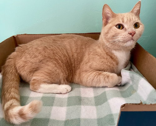 DONNA - American Shorthair / Tabby available for adoption