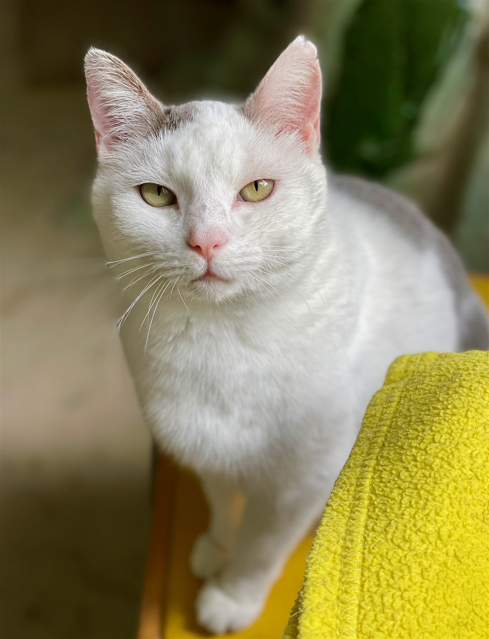 adoptable Cat in Flint Hill, VA named Tig