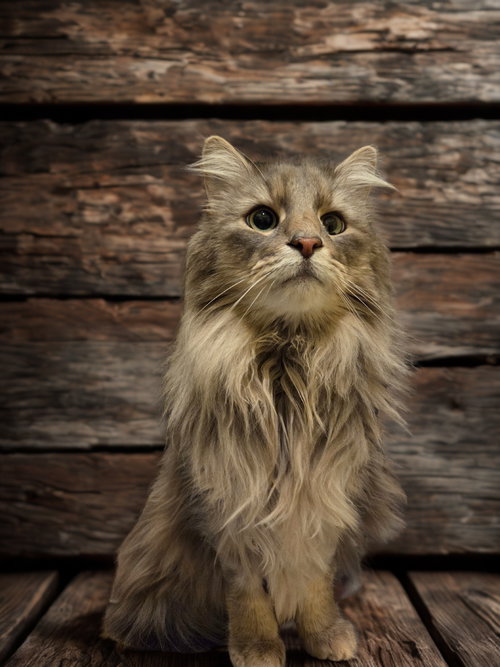 Loki, Adult Norwegian Forest Cat / Maine Coon / Mixed (long coat), cat for adoption in Manassas, Virginia