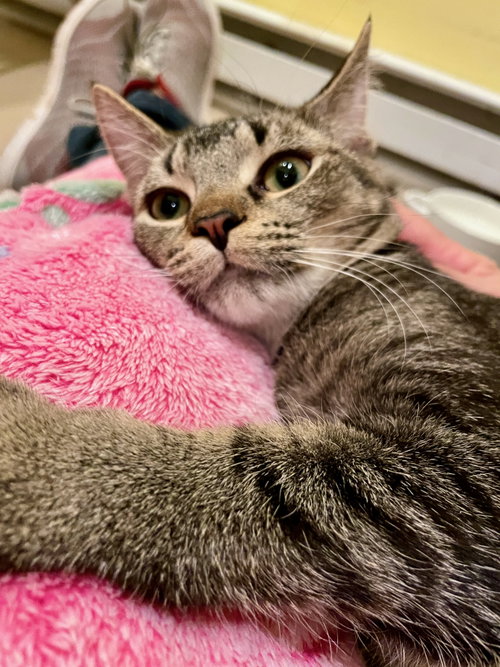picture of the cat needing adoption