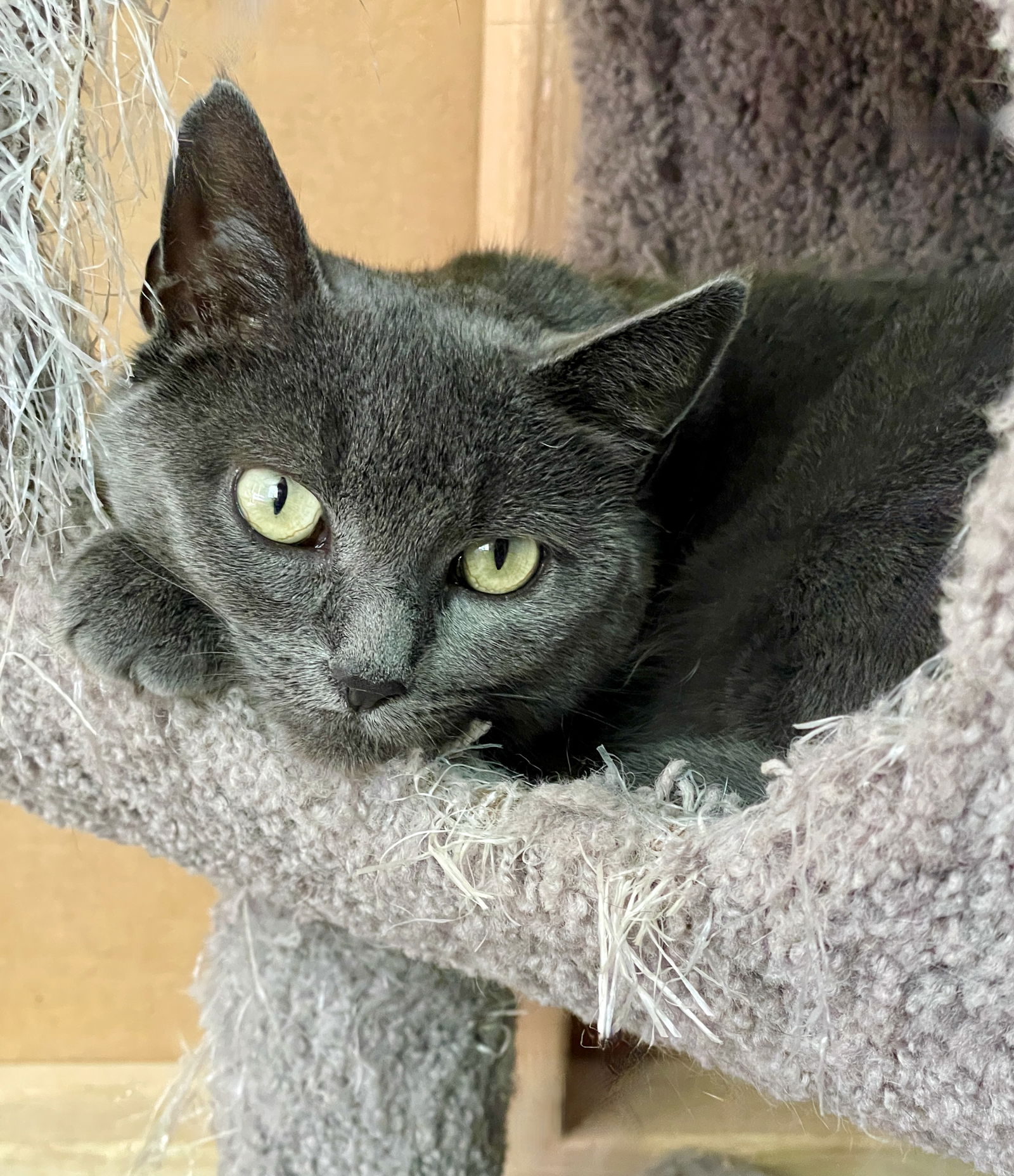 adoptable Cat in Flint Hill, VA named Abby