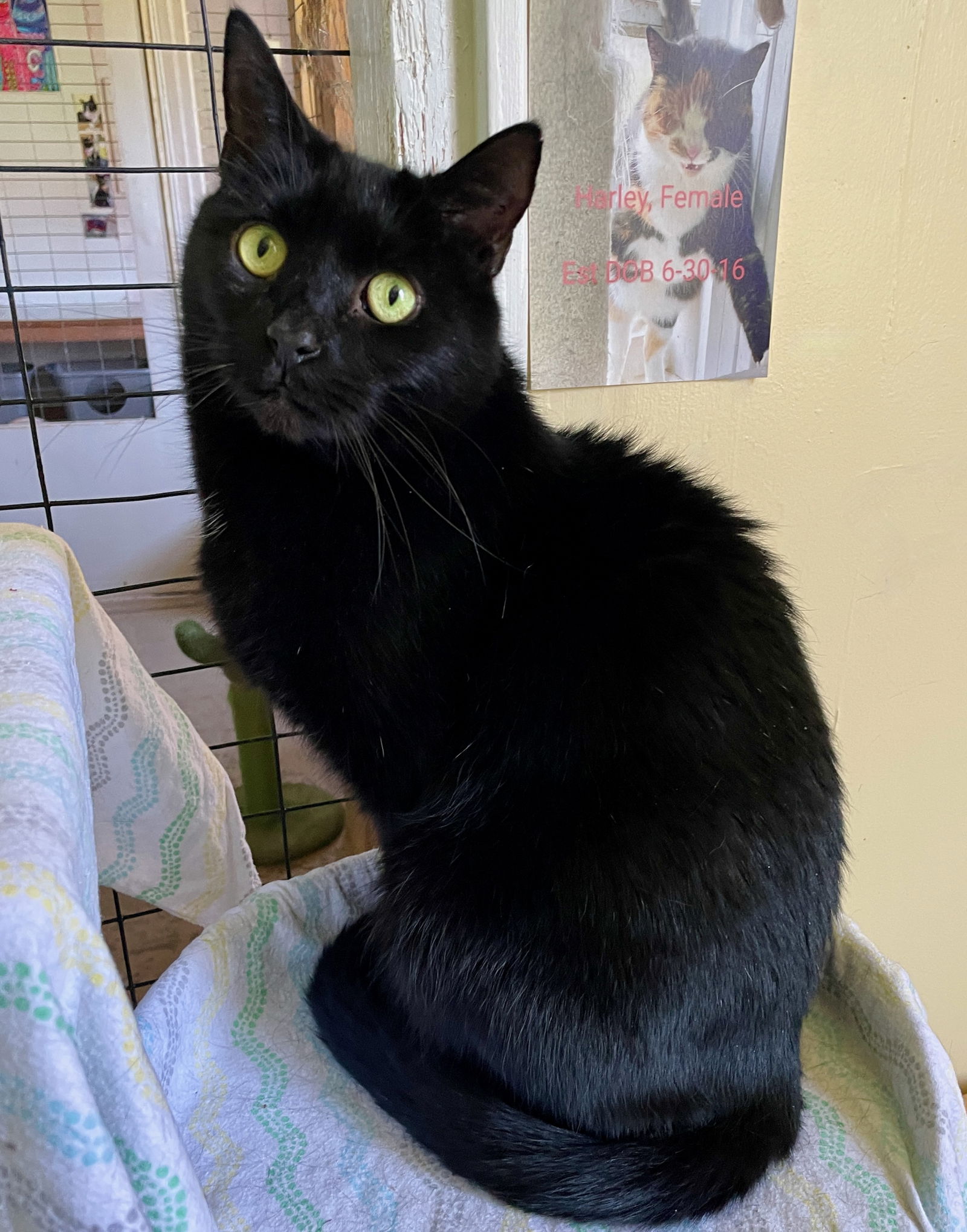 adoptable Cat in Flint Hill, VA named Harold