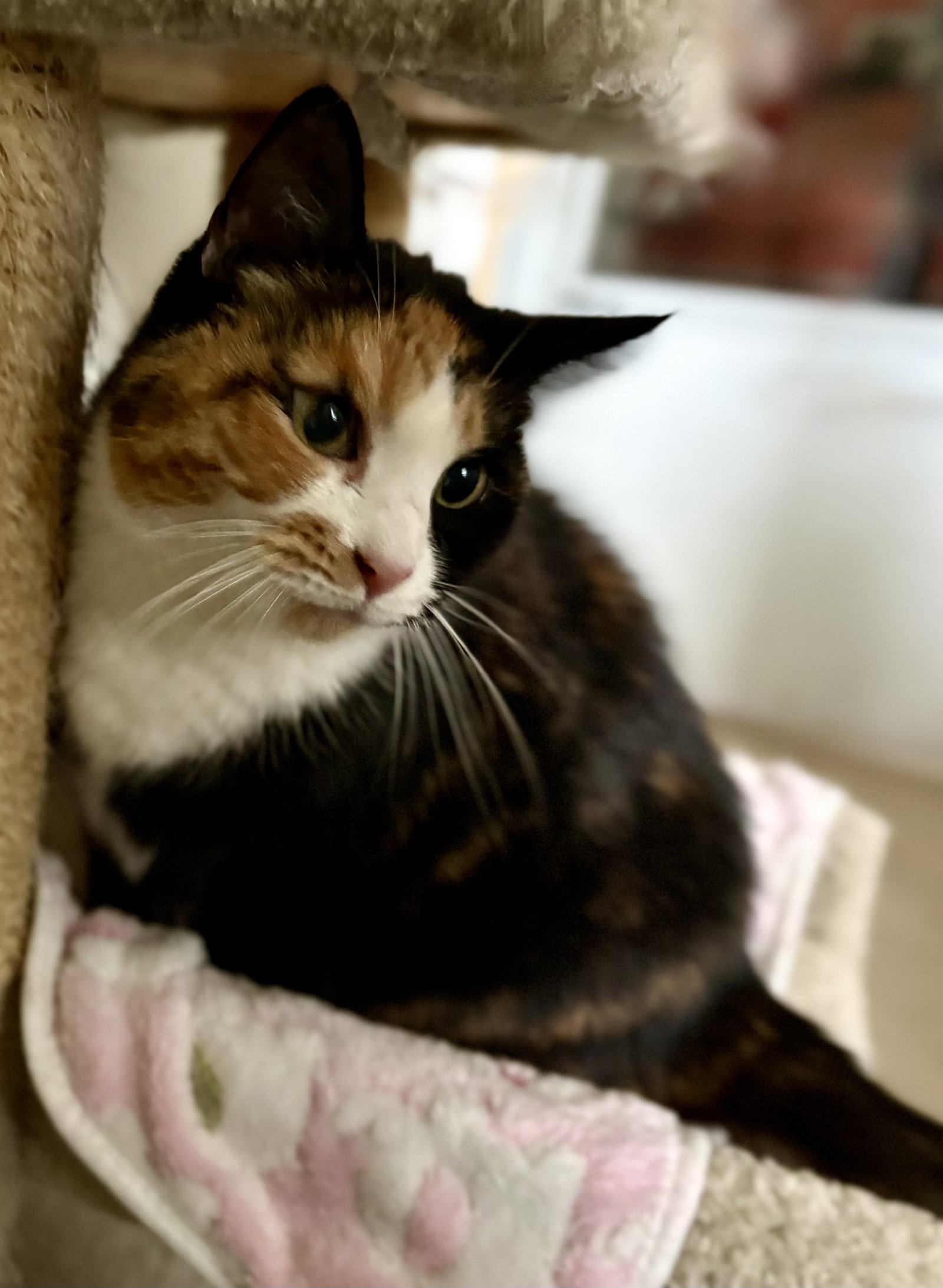 Squeaky, cat