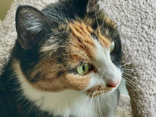 Photo 6 of Squeaky
