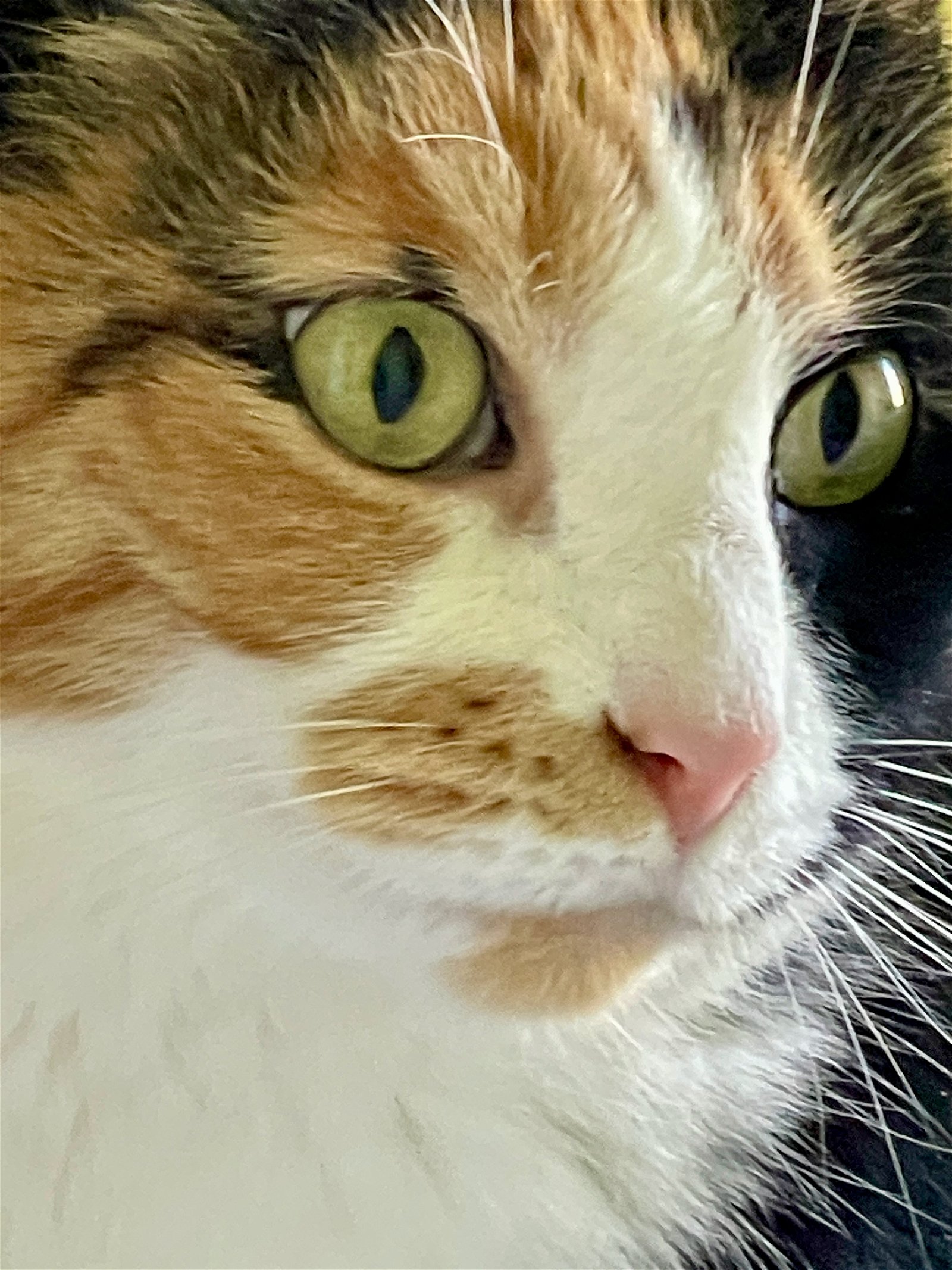 adoptable Cat in Flint Hill, VA named Harley