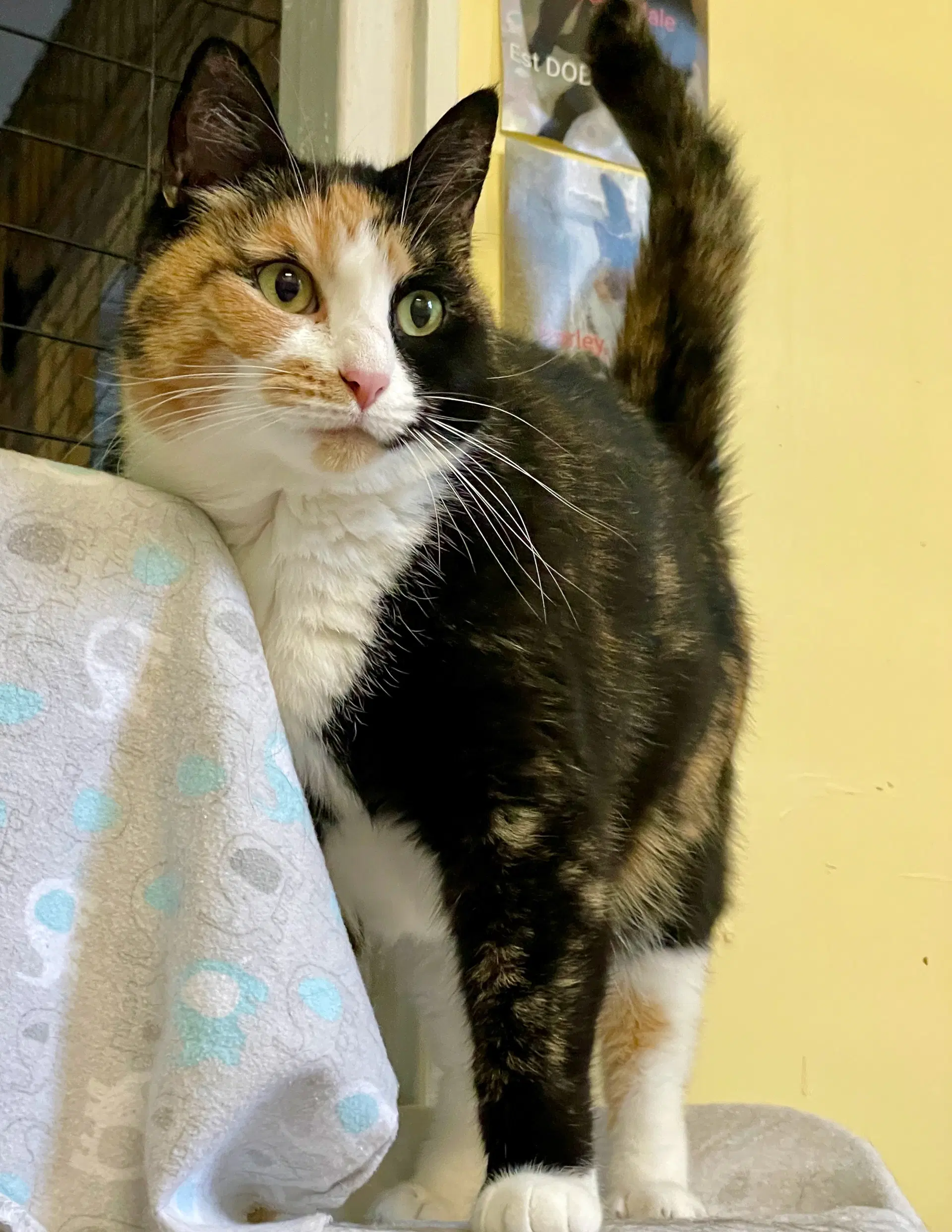 Squeaky - Calico