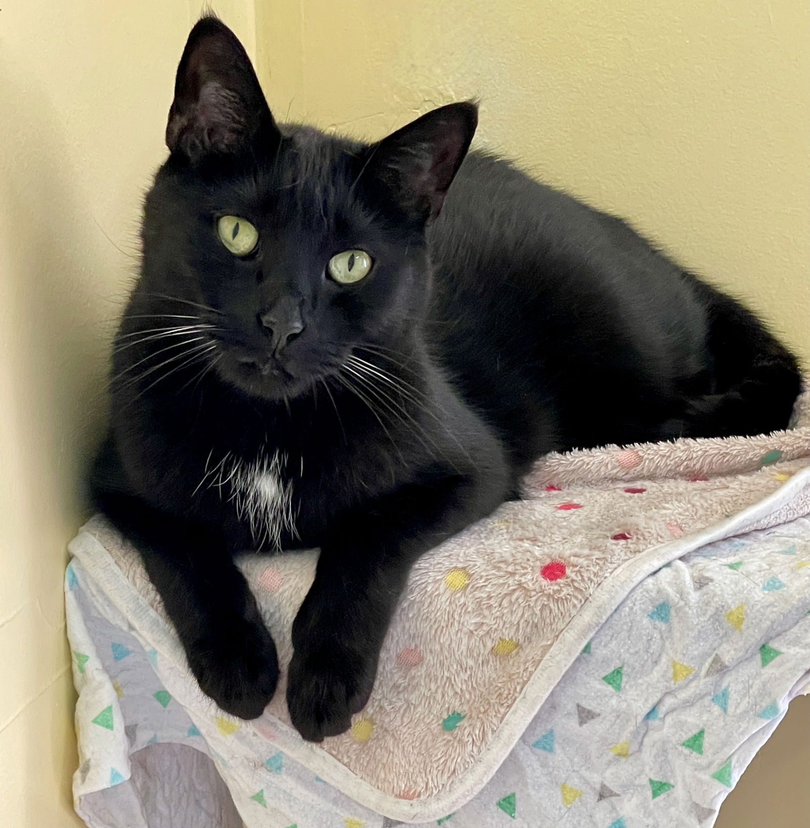 adoptable Cat in Flint Hill, VA named Obi