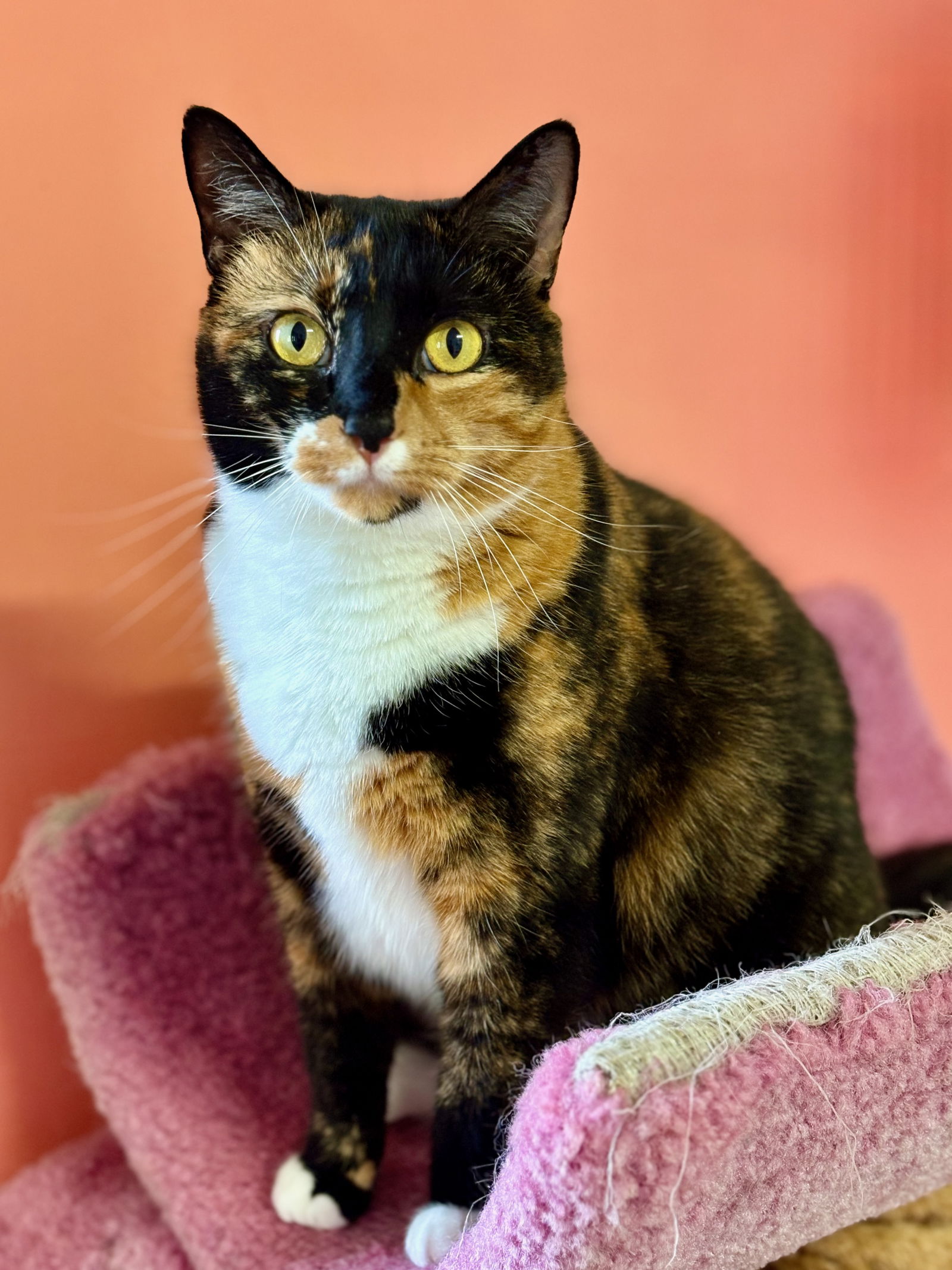 adoptable Cat in Flint Hill, VA named Hope