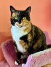 adoptable Cat in Flint Hill, VA named Hope