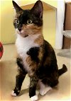 adoptable Cat in , VA named Hope