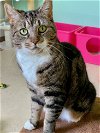 adoptable Cat in  named Charlotte