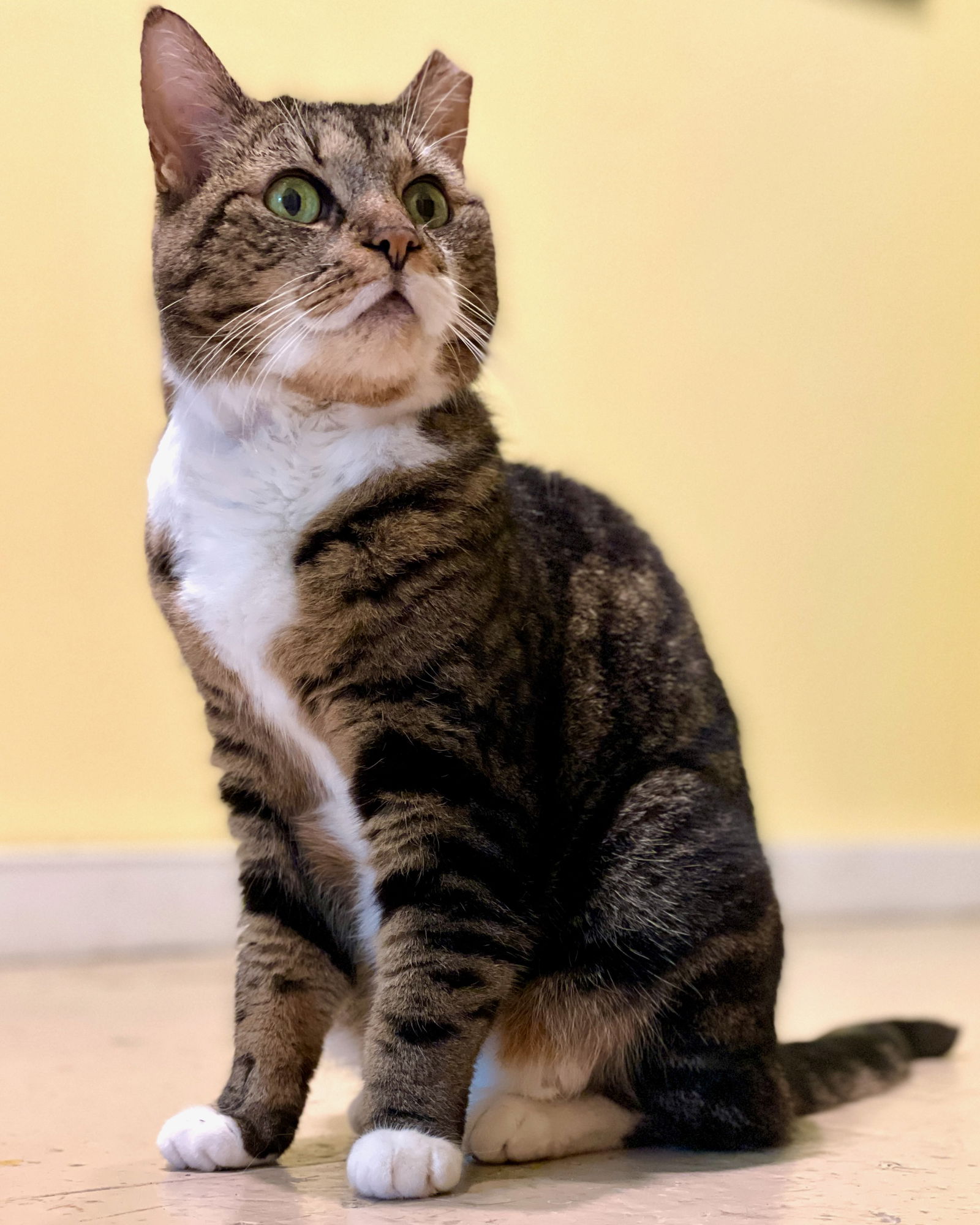 adoptable Cat in Flint Hill, VA named Charlotte