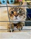adoptable Cat in flint hill, VA named Willow