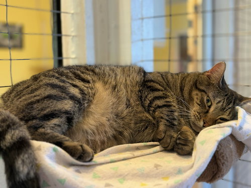 IRIS - Tabby / Domestic Short Hair available for adoption
