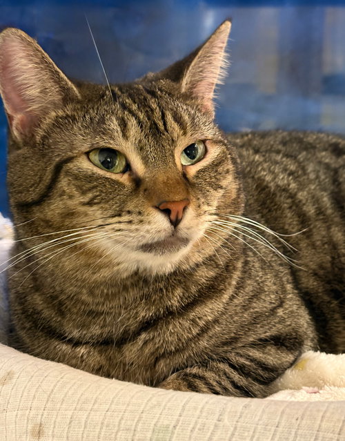 IRIS - Tabby / Domestic Short Hair available for adoption