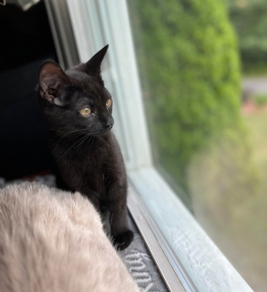 adoptable Cat in Flint Hill, VA named Poppy