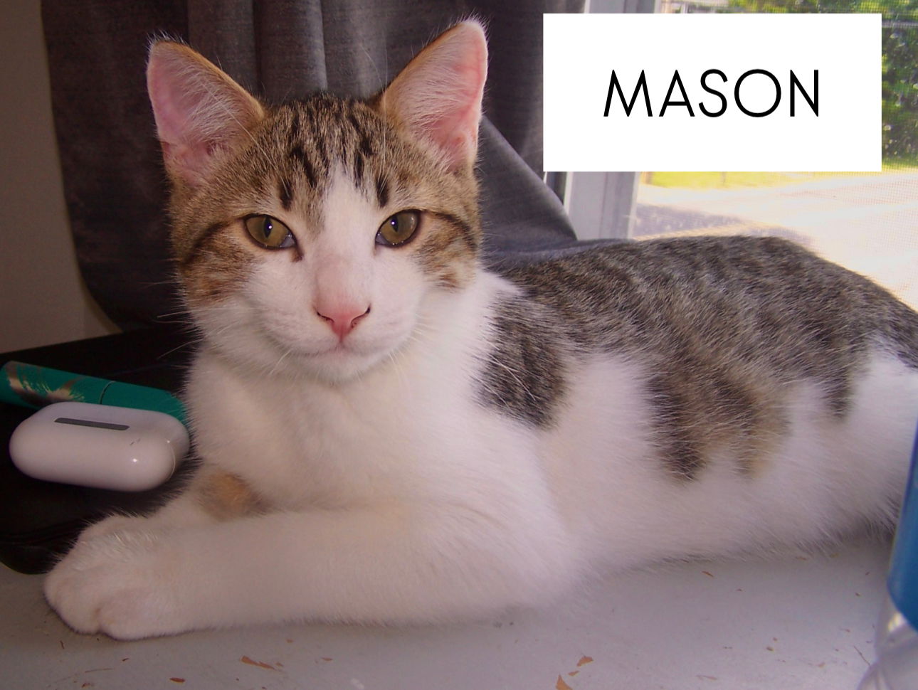 adoptable Cat in Sperryville, VA named Mason