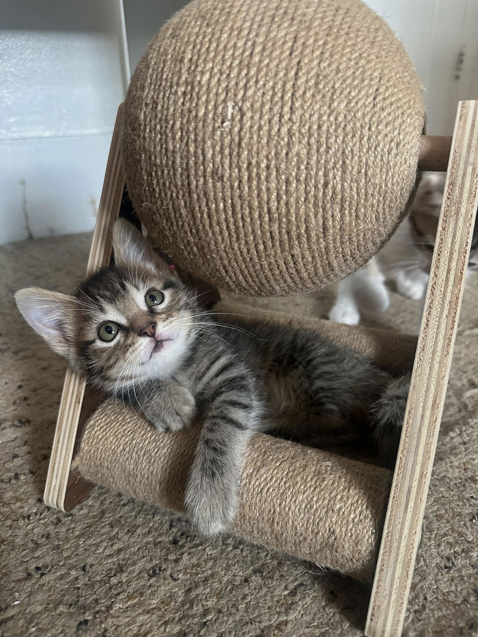 adoptable Cat in Sperryville, VA named Maxwell