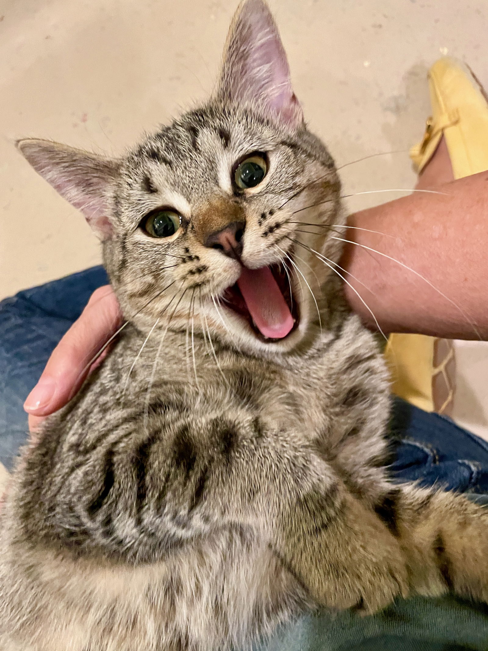 adoptable Cat in Flint Hill, VA named Charlie