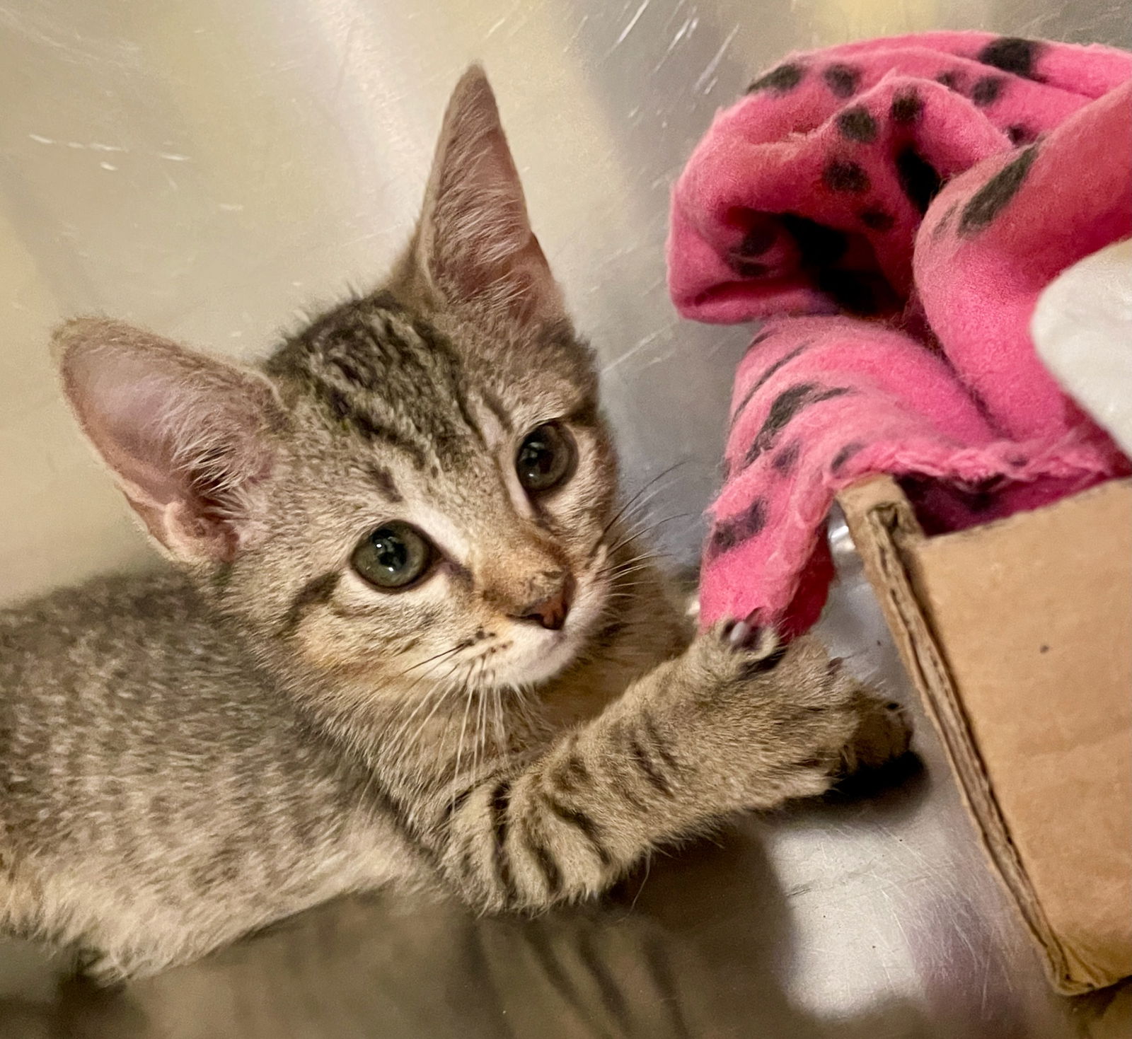 adoptable Cat in Flint Hill, VA named Stella