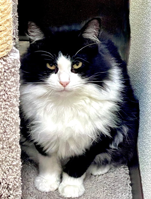Miara, Adult Manx / Domestic Medium Hair / Mixed (medium coat), cat for adoption in Manassas, Virginia