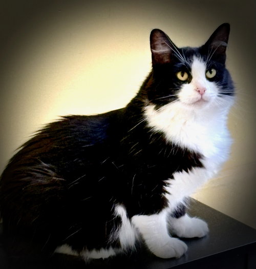 MIARA - Manx / Domestic Medium Hair available for adoption