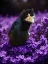 Miara - Photo 2