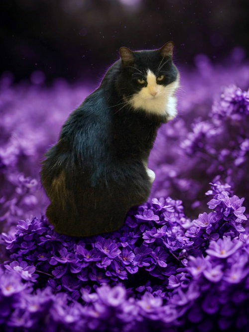picture of the cat needing adoption