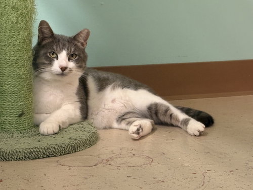 MICAH - Domestic Short Hair available for adoption