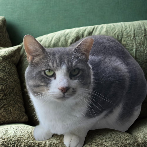 picture of the cat needing adoption