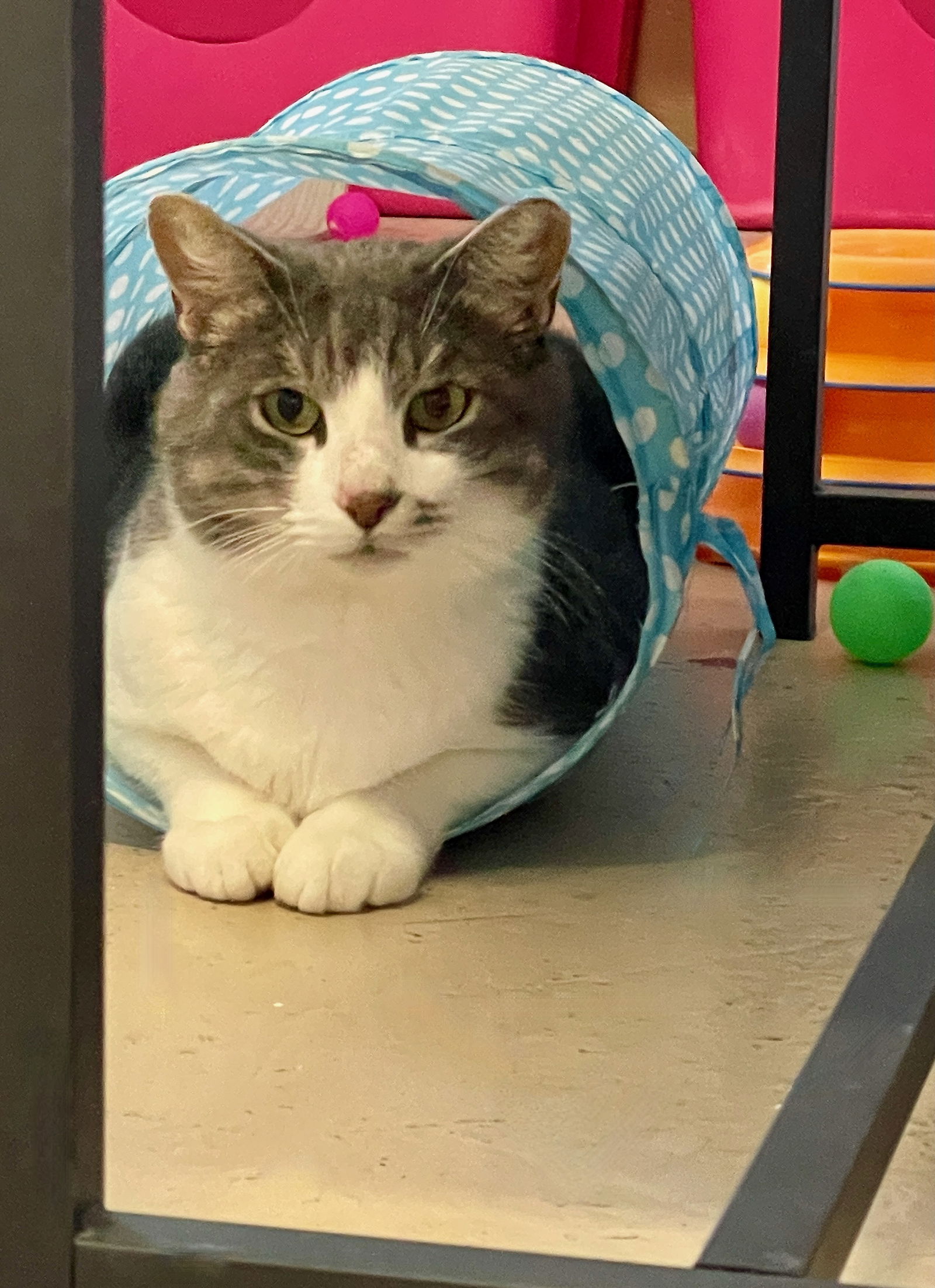 adoptable Cat in Flint Hill, VA named Micah